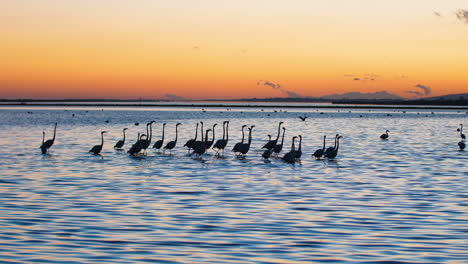 Phoenicopterus-roseus-Pink-flamingos-silhouettes-walking-in-a-barrier-pond.